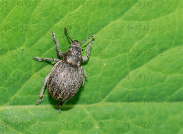 Grey spherical weevil (Philopedon plagiatus), grey beetle crawling on the surface of a green leaf of a Quercus robur or German oak or summer oak, close-up, macro photograph, Allertal, Lower Saxony, Germany, Europe