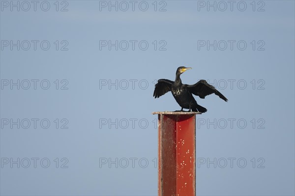 Great cormorant (Phalacrocorax carbo) adult bird drying its wings on a metal post, Norfolk, England, United Kingdom, Europe