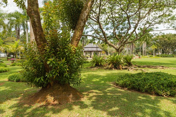 Palm collection in city park in Kuching, Malaysia, tropical garden with large trees and lawns, gardening, landscape design. Daytime with cloudy blue sky, Asia