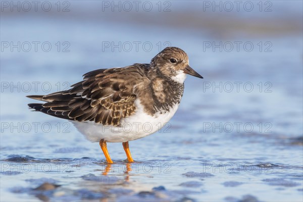 Ruddy turnstone