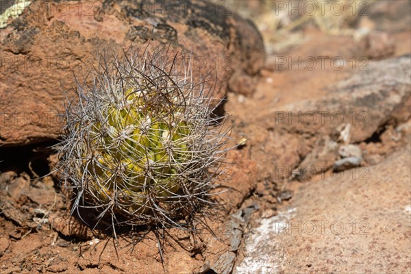 Weingartia neocumingii