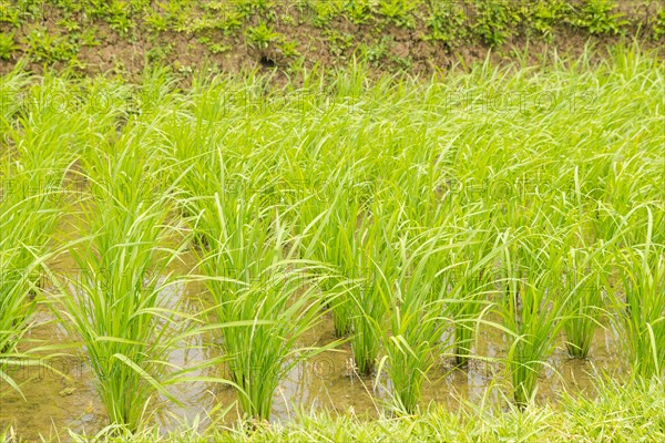 Rice terraces, Campuhan ridge walk, Bali, Indonesia, track on the hill with grass, large trees, jungle and rice fields. Travel, tropical, Ubud, Asia