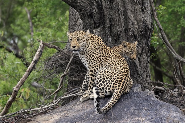 Leopard (Panthera pardus), adult with young, observed, alert, sitting, on rocks, Sabi Sand Game Reserve, Kruger NP, Kruger National Park, South Africa, Africa