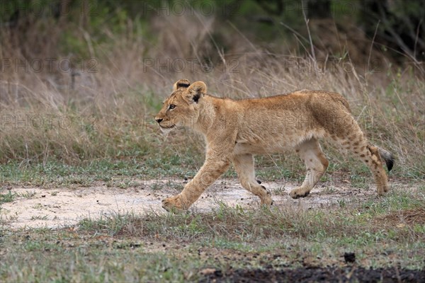 Lion (Panthera leo), young, stalking, alert, Sabi Sand Game Reserve, Kruger National Park, Kruger National Park, South Africa, Africa