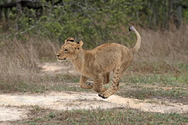 Lion (Panthera leo), young, running, jumping, hunting, alert, Sabi Sand Game Reserve, Kruger National Park, Kruger National Park, South Africa, Africa