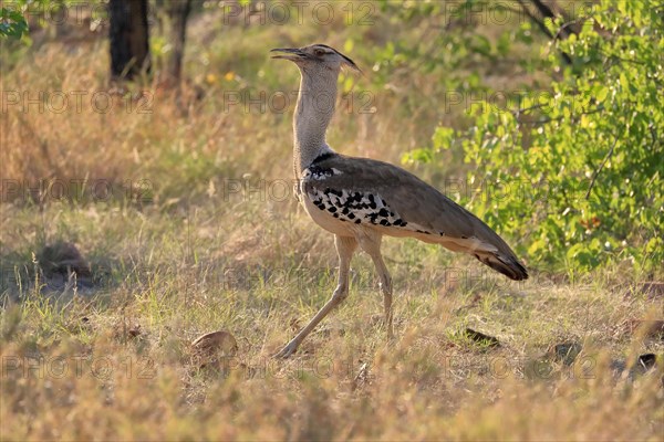 Kori bustard (Ardeotis kori), adult, foraging, vigilant, Kruger National Park, Kruger National Park, South Africa, Africa