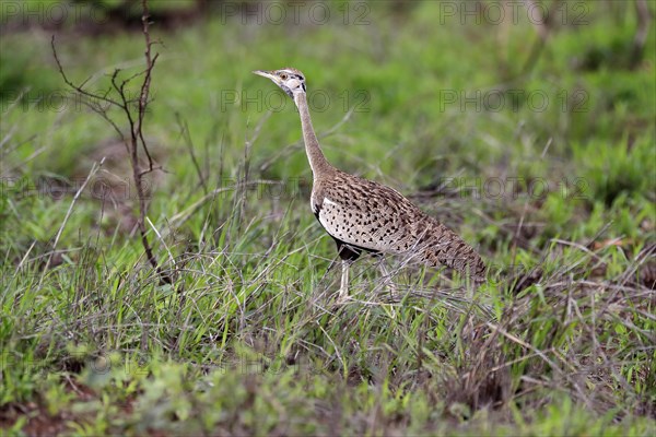 Red-crested Bustard, (Lophotis ruficrista), adult, foraging, vigilant, Kruger National Park, Kruger National Park, South Africa, Africa