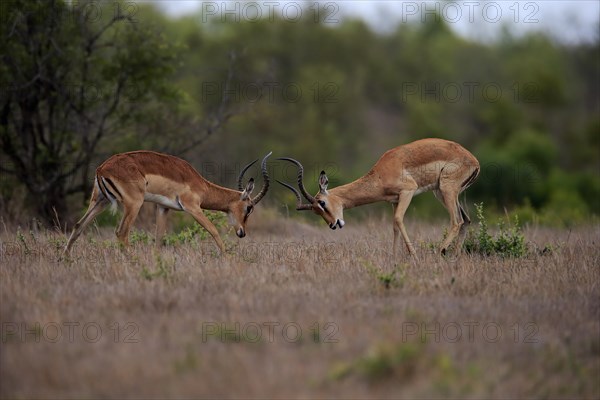 Black Heeler Antelope, (Aepyceros melampus), adult, male, two males, fighting, Sabi Sand Game Reserve, Kruger National Park, Kruger National Park, South Africa, Africa