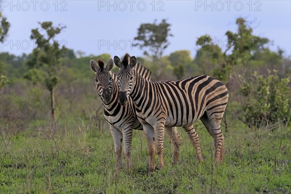Burchell's zebra (Equus quagga burchelli), adult, two zebras, alert, Kruger National Park, Kruger National Park, South Africa, Africa