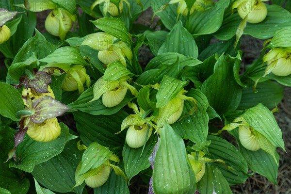 Beautiful orchid flowers of yellow color with green leaves in the garden. Lady's-slipper hybrids. Close up