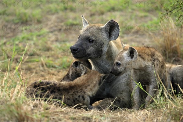 Spotted hyena (Crocuta crocuta), adult, young, mother with young, at the den, social behaviour, Kruger National Park, Kruger National Park, South Africa, Africa