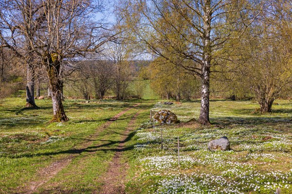 Blooming Wood anemone (Anemone nemorosa) by footpath in a meadow landscape and budding trees at springtime, Sweden, Europe