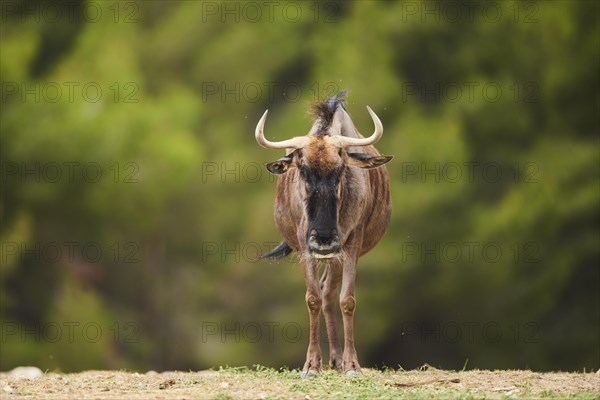 Blue wildebeest (Connochaetes taurinus) in the dessert, captive, distribution Africa