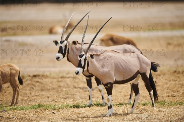 South African oryx (Oryx gazella) in the dessert, captive, distribution Africa