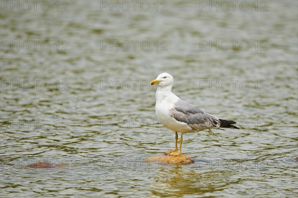 Yellow-legged gull (Larus michahellis) standing on a rock in the water, France, Europe