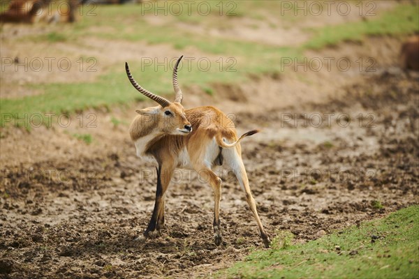 Southern lechwe (Kobus leche) in the dessert, captive, distribution Africa