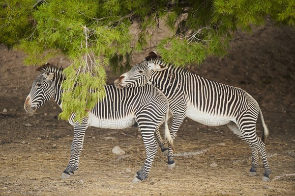 Plains zebras (Equus quagga) standing under a scots pine in the dessert, captive, distribution Africa