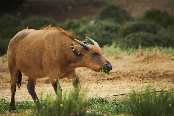 Red buffalo (Syncerus caffer nanus) in the dessert, captive, distribution Africa