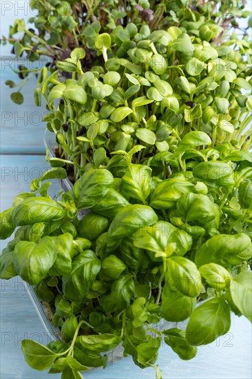 Set of boxes with microgreen sprouts of sunflower, basil, radish on blue wooden background. Side view, close up