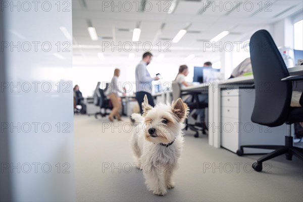 Small dog in office. KI generiert, generiert AI generated