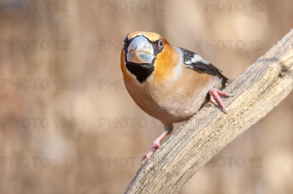 Hawfinch (Coccothraustes coccothraustes) sitting on a branch in the forest in winter. Bas-Rhin, Alsace, Grand Est, France, Europe