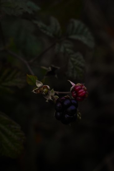 Blackberry (Rubus), close-up, Bavaria, Germany, Europe