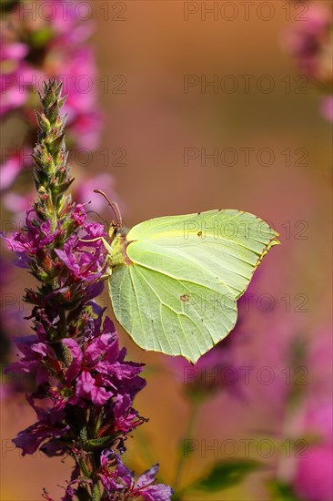 Brimstone (Gonepteryx rhamni) feeding on a flower of purple loosestrife (Lythrum salicaria), Wilden, North Rhine-Westphalia, Germany, Europe