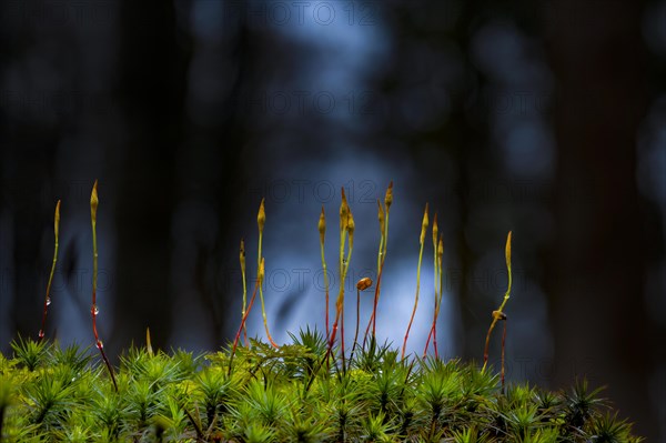 Beeches (Fagus) on moss in backlight with trees in the background, Mindelheim, Bavaria, Germany, Europe