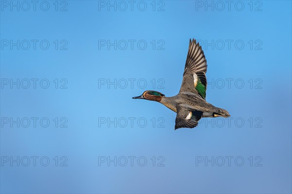 Eurasian Teal, Anas crecca, male in flight on blue sky