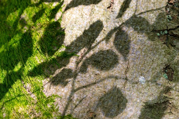 Shadow play, shadows of leaves fall on moss-covered tree bark, bark, in sunlight, old copper beech (Fagus sylvatica), macro shot, close-up, abstract, natural monument Hutewald Am Halloh, near Albertshausen, Kellerwald-Edersee nature park Park, Hesse, Germany, Europe