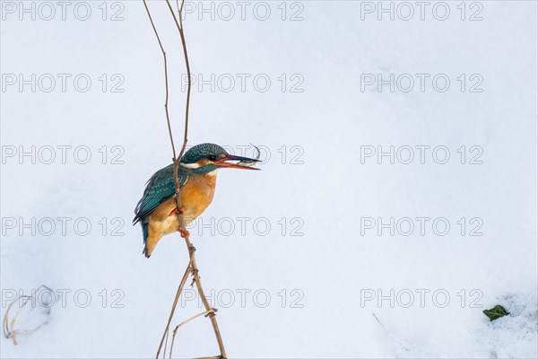 Common kingfisher (Alcedo atthis) sitting on a branch with a preyed fish, winter, Hesse, Germany, Europe