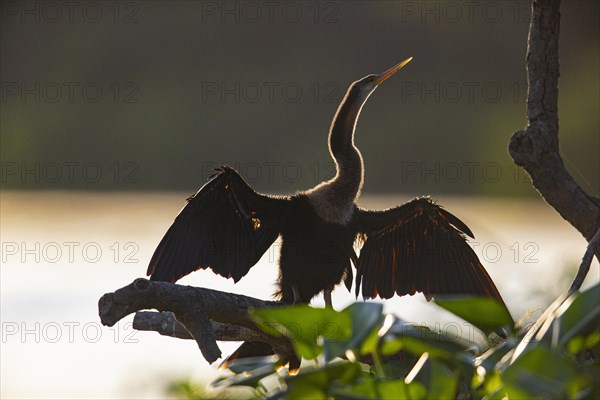 American darter (Anhinga anhinga) Pantanal Brazil