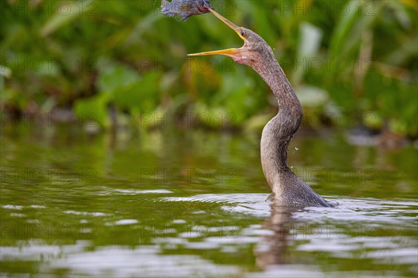 American darter (Anhinga anhinga) Pantanal Brazil