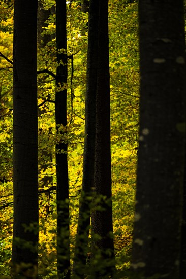 Autumnal beeches (Fagus) in detail, Mindelheim, Swabia, Bavaria, Germany, Europe