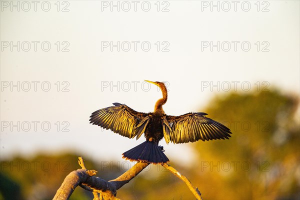 American darter (Anhinga anhinga) Pantanal Brazil