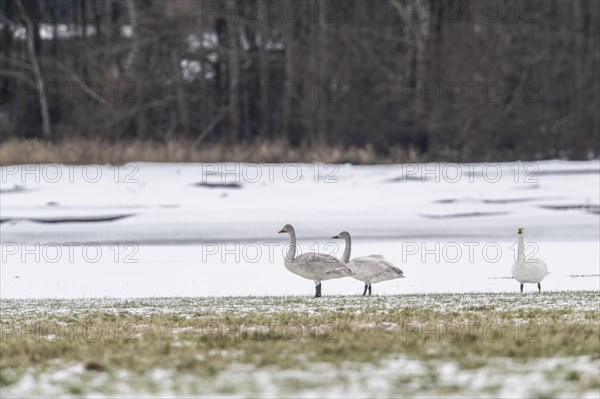 Tundra swans (Cygnus bewickii), Emsland, Lower Saxony, Germany, Europe