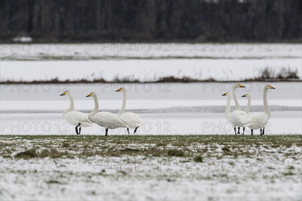 Whooper Swans (Cygnus cygnus) and tundra swans (Cygnus bewickii), Emsland, Lower Saxony, Germany, Europe