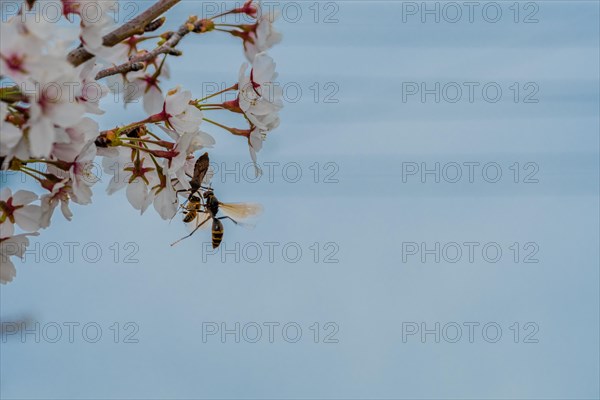 Beetle, wasp and bee all trying to occupy delicate cherry blossom flower at the same time