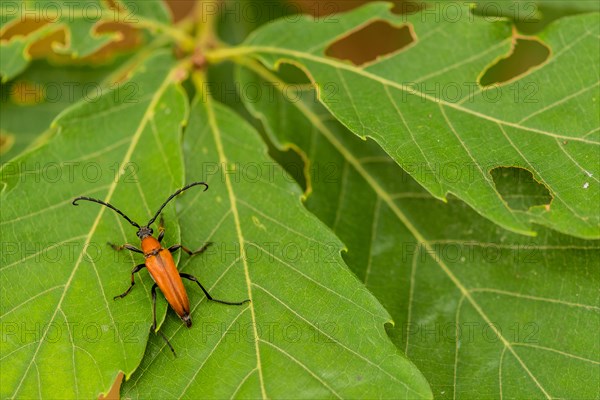 Closeup of brown beetle with long antenna on crawling on an oak leaf