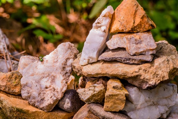 Green fly resting on white rock that is part of man made rock tower in forest park