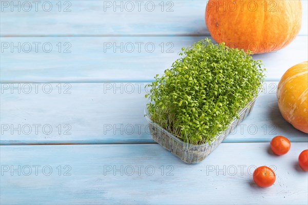 Microgreen sprouts of watercress with pumpkin on blue wooden background. Side view, copy space