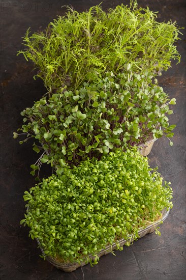 Set of boxes with microgreen sprouts of watercress, mizuna and kohlrabi cabbage on black concrete background. Side view, close up