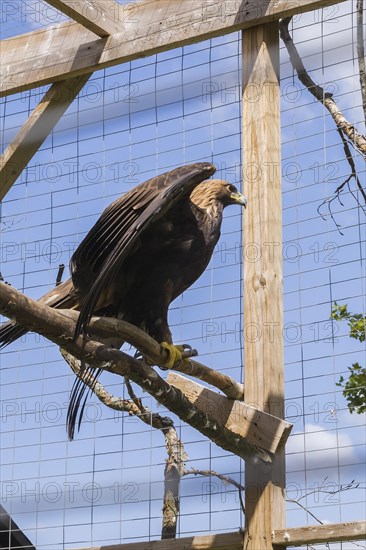 Golden Eagle (Aquila chrysaetos) in wire mesh cage in captivity in summer, Quebec, Canada, North America