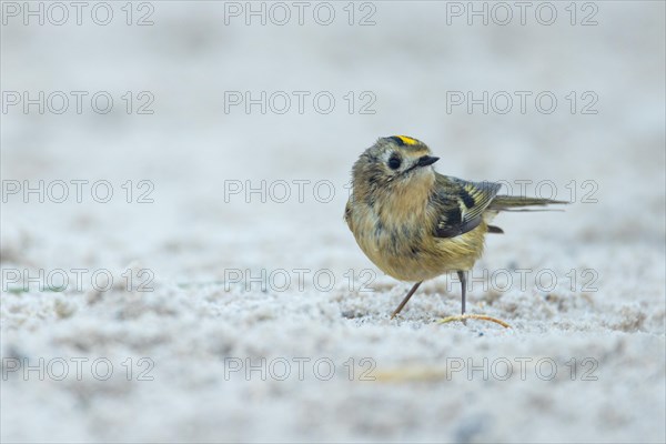 Goldcrest, Heligoland