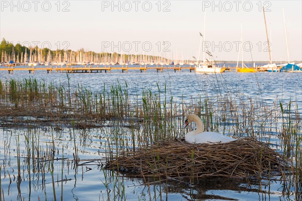 A mute swan (Cygnus olor) sits on a nest of reeds, reed cane (Phragmites australis) in a reed belt, reeds in the Steinhuder Meer, jetty and boats of the harbour of Steinhude in the background, Steinhuder Meer nature park Park, Lower Saxony, Germany, Europe