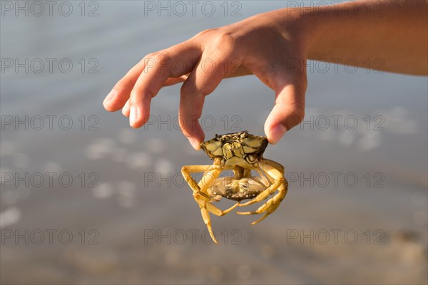 Child's hand holding two mating european green crabs (Carcinus maenas), macro photograph, close-up, Schleswig-Holstein Wadden Sea National Park, Schleswig-Holstein, North Sea coast, Germany, Europe