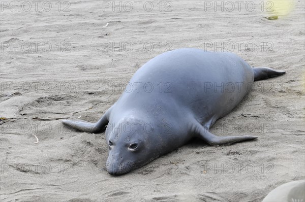 California sea lions, Adult and subadult male California sea lion (Zalophus californianus), Monterey Bay, Pacific Ocean, California, USA, North America