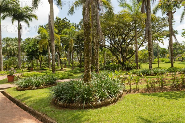 Palm collection in city park in Kuching, Malaysia, tropical garden with large trees and lawns, gardening, landscape design. Daytime with cloudy blue sky, Asia