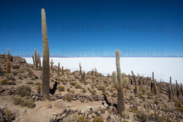 Salar de Uyuni Isla Incahuasi