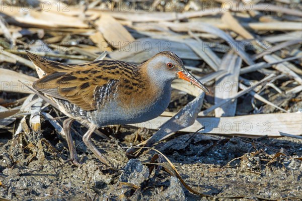 Water rail